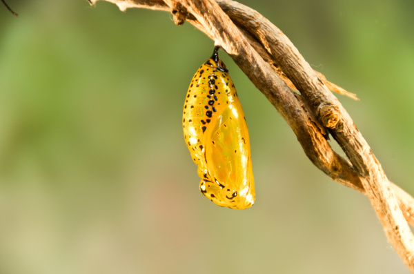 chrysalis hangs from a branch