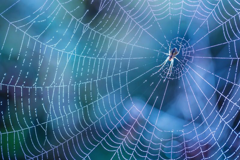 Spider lurks in the middle of a web